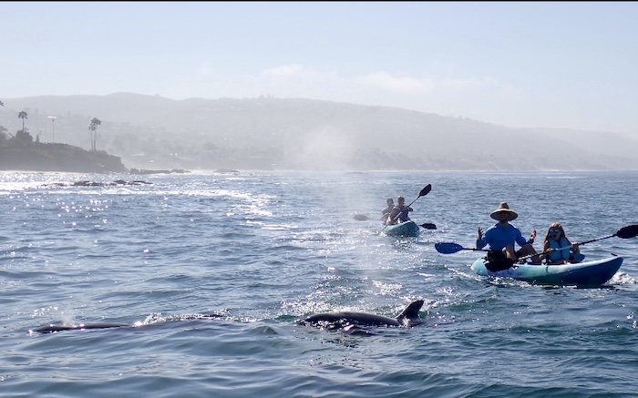 Laguna Ethos Kayak + Hiking Tours, Surf Lessons