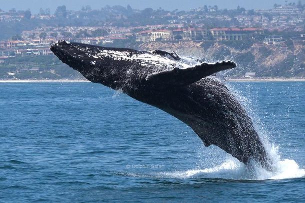 Captain Dave's Whale Watching With Underwater Viewing