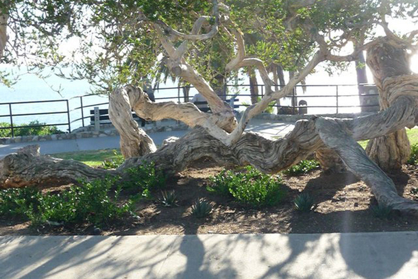 Laguna Beach Garden Club