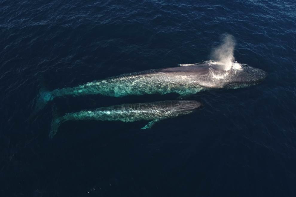 Blue Whales Feeding in Laguna Beach