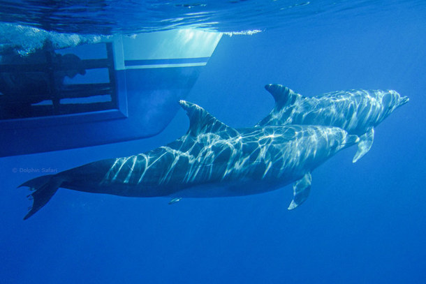Captain Dave’s Whale Watching With Underwater Viewing