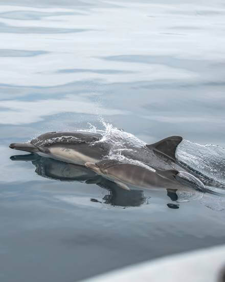 Laguna Beach, the Common Dolphin's Playground