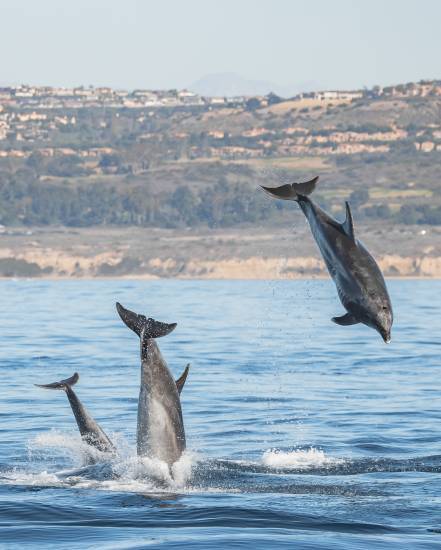 Laguna Beach, the Common Dolphin's Playground