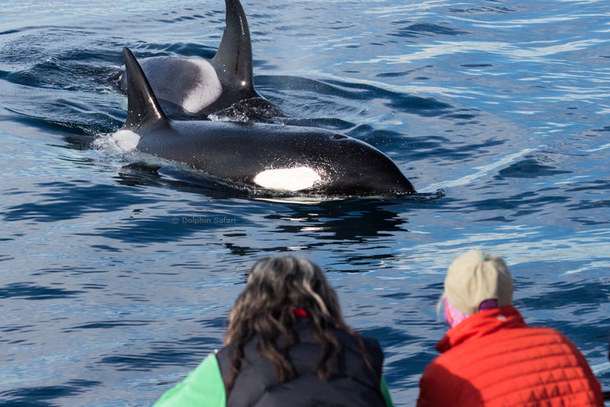 Captain Dave’s Whale Watching With Underwater Viewing