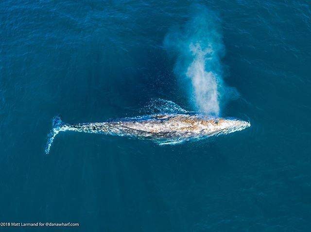 Father's Day in Laguna Beach