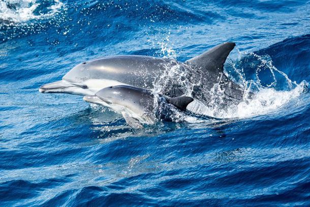 Davey’s Locker/Newport Landing $20 Whale Watching