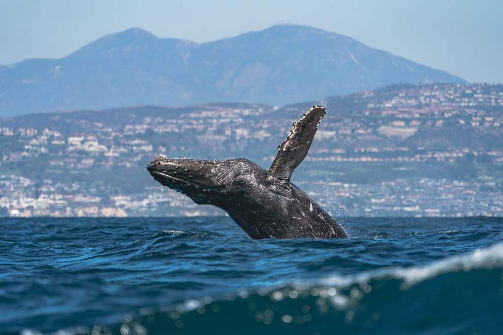 Gray Whale Migration
