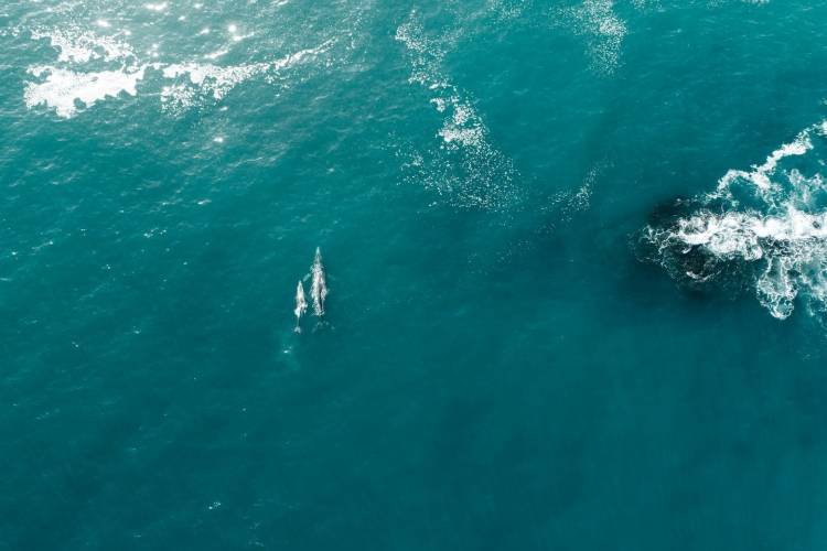 Conservation in Laguna Beach