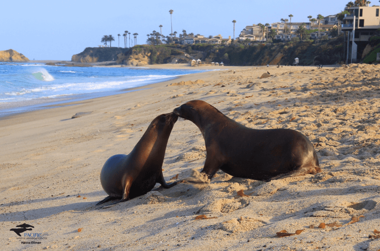 Conservation in Laguna Beach